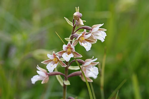 Epipactis palustris img_05442