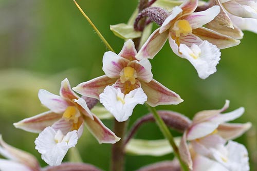 Epipactis palustris img_05442a