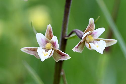 Epipactis palustris img_04322