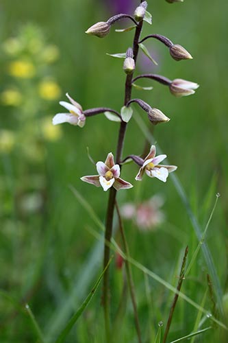 Epipactis palustris img_04327