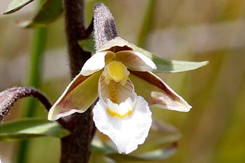 Epipactis palustris img_02085a