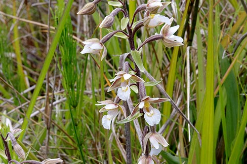 Epipactis palustris img_02113