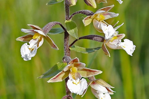 Epipactis palustris img_02517