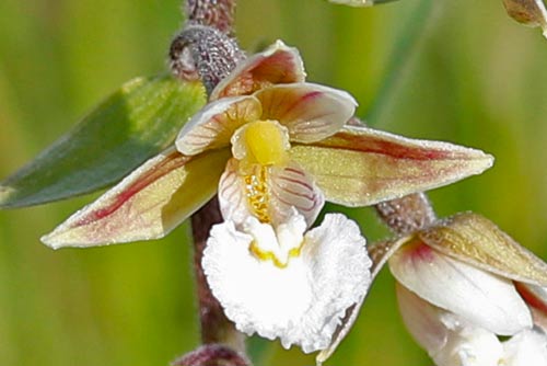 Epipactis palustris img_02518