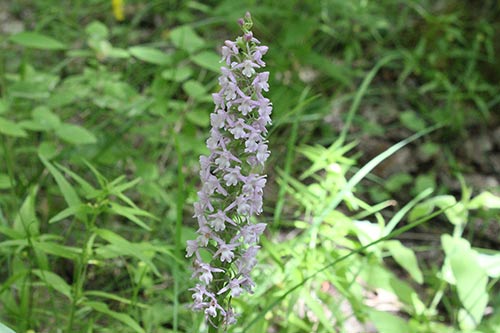 Gymnadenia conopsea img_09884