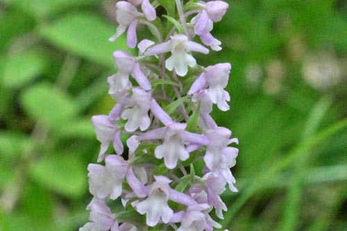 Gymnadenia conopsea img_09884a