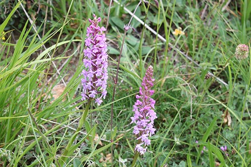 Gymnadenia conopsea img_00004