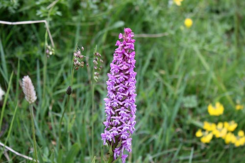 Gymnadenia conopsea img_00006