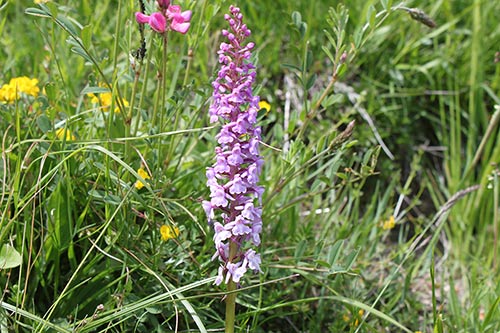 Gymnadenia conopsea img_00393
