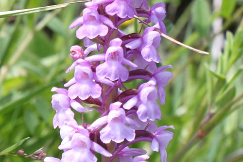 Gymnadenia conopsea img_00393a