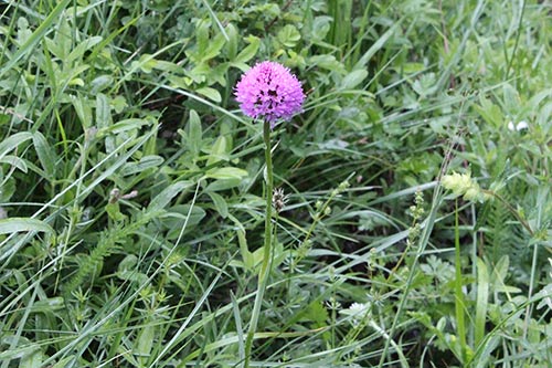 Gymnadenia (Nigritelle) img_09856