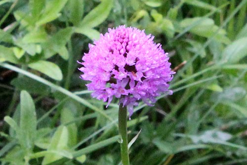 Gymnadenia (Nigritelle) img_09856a