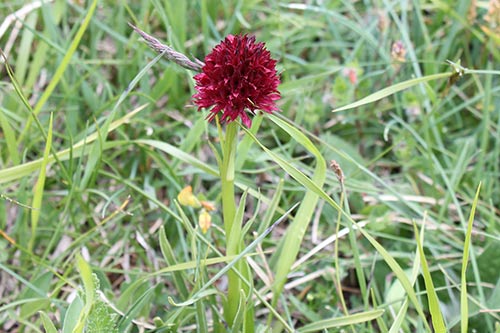 Gymnadenia (Nigritelle) img_00021