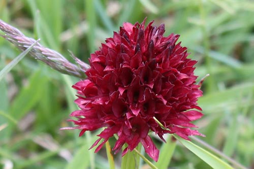 Gymnadenia (Nigritelle) img_00021a