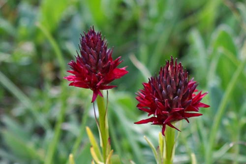 Gymnadenia (Nigritelle) img_00397