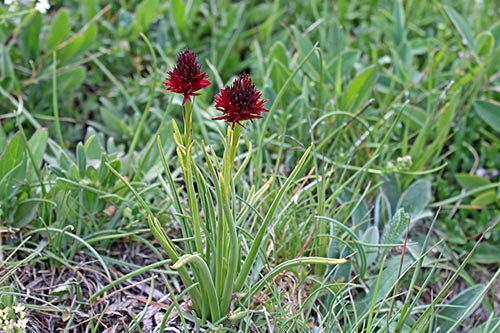Gymnadenia (Nigritelle) img_00399