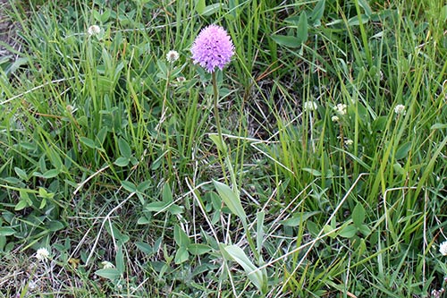 Gymnadenia (Nigritelle) img_00400