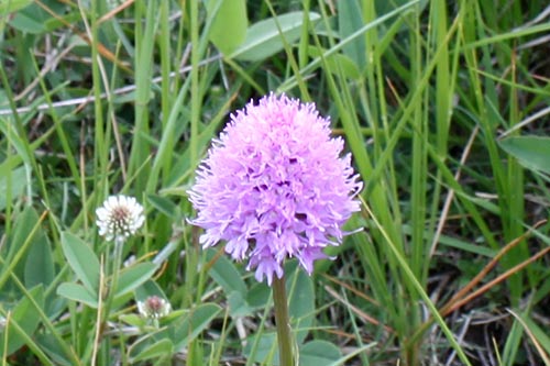 Gymnadenia (Nigritelle) img_00393a