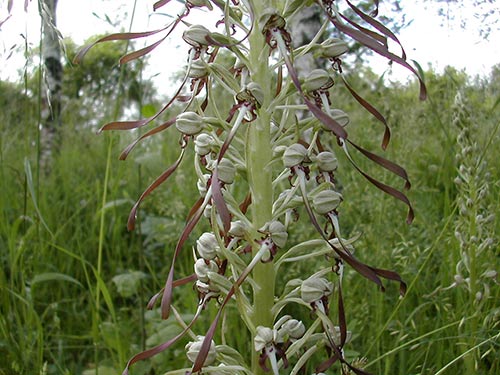 Himantoglossum hircinum img_04174