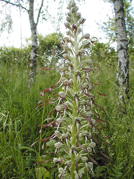 Himantoglossum hircinum img_03932