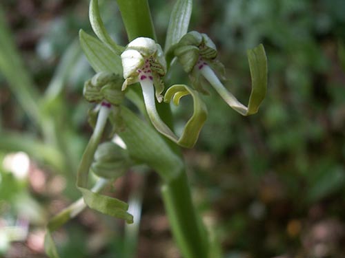 Himantoglossum hircinum img_05429