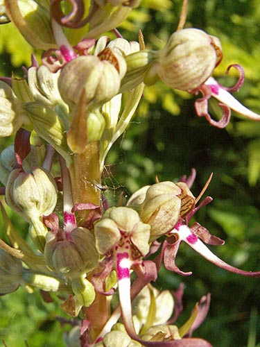 Himantoglossum hircinum pict3915