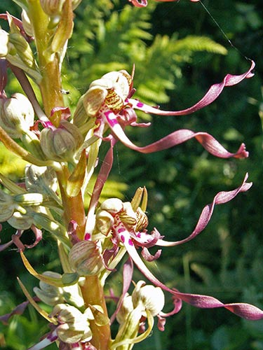 Himantoglossum hircinum pict3916