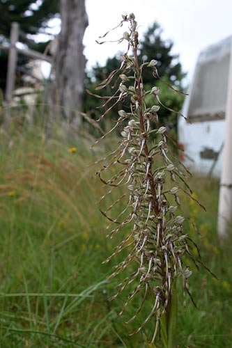 Himantoglossum hircinum img_05252