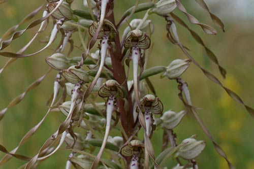 Himantoglossum hircinum img_05252a
