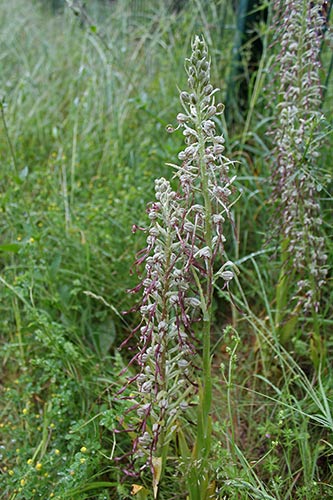Himantoglossum hircinum img_04185