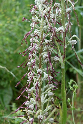 Himantoglossum hircinum img_04187
