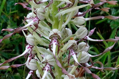 Himantoglossum hircinum img_01645
