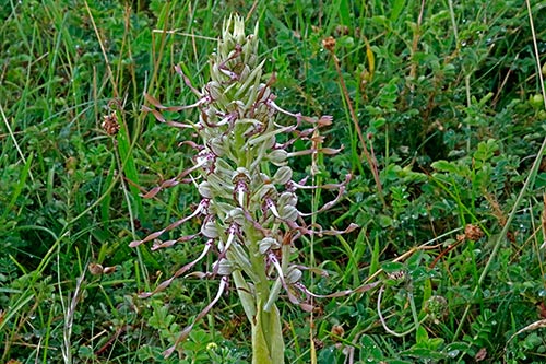 Himantoglossum hircinum img_01646