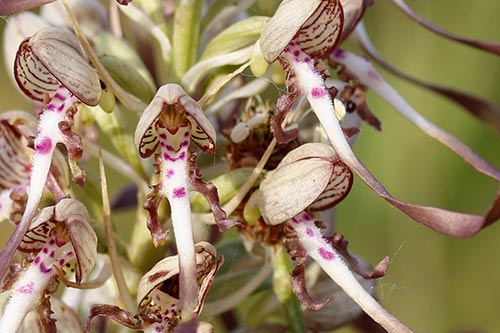 Himantoglossum hircinum img_02575