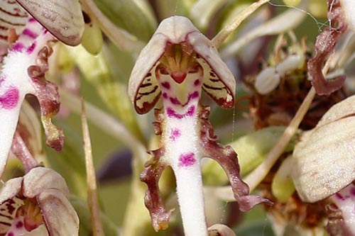 Himantoglossum hircinum img_02575a