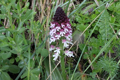 Neottinea ustulata img_09846