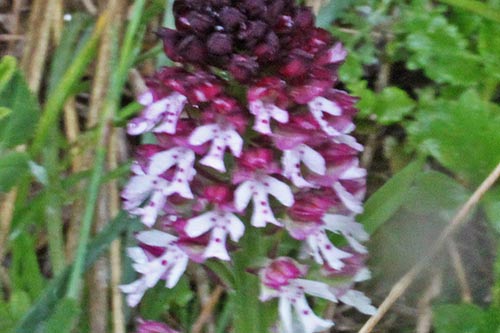 Neottinea ustulata img_09846a