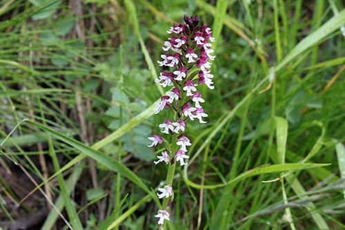 Neottinea ustulata img_09875