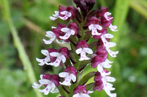 Neottinea ustulata img_09875a