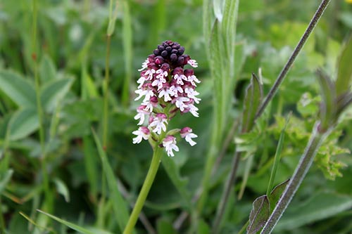 Neottinea ustulata img_00417