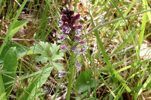 Neottinea ustulata img_01653