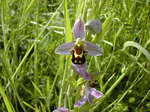 Ophrys apifera dscn5134
