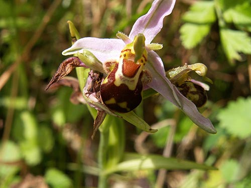 Ophrys apifera pict3698