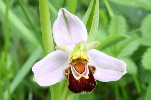 Ophrys apifera img_03899