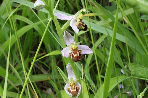 Ophrys apifera img_03917