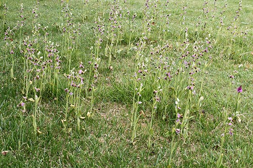 Ophrys apifera img_03946