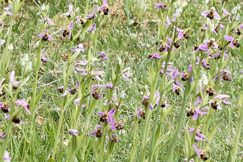 Ophrys apifera img_03946a