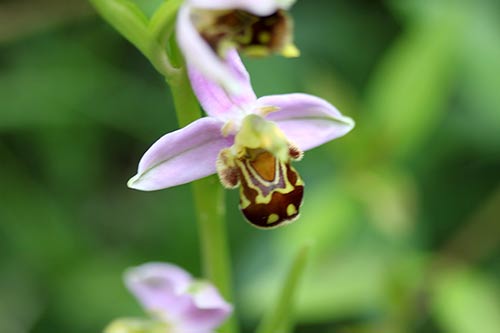 Ophrys apifera img_04408