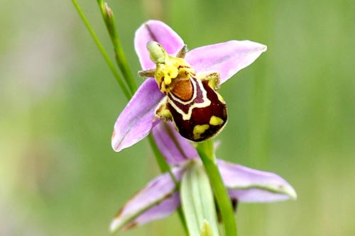 Ophrys apifera img_01832