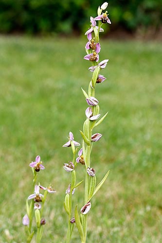 Ophrys apifera img_01845